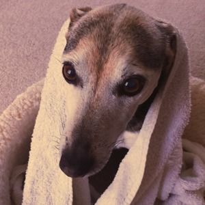 Meet your Posher, Tamar